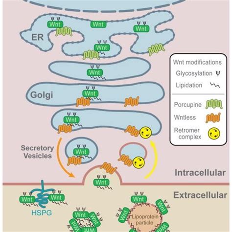 Overview Of Wnt Secretion Download Scientific Diagram