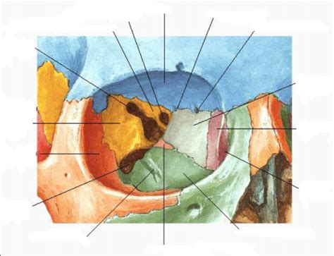 Osteo 100 D14 Right Orbit Anterior View Diagram Quizlet