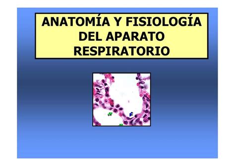 Anatomía y fisiología del aparato respiratorio 喬瓦尼 Yac uDocz