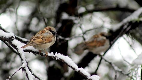 Pakistan Launches Sparrow Count As Birds Population Dwindles