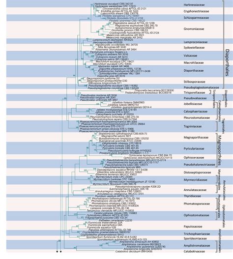 An Updated Phylogeny Of Sordariomycetes Based On Phylogenetic And