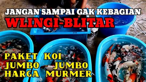 KOI JUMBO MURMER DI TEMPAT INI MASEEEE WLINGI BLITAR YouTube