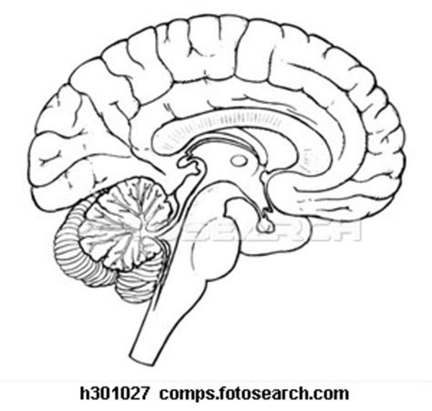 The Brain (Midbrain and Hindbrain diagram) Diagram | Quizlet