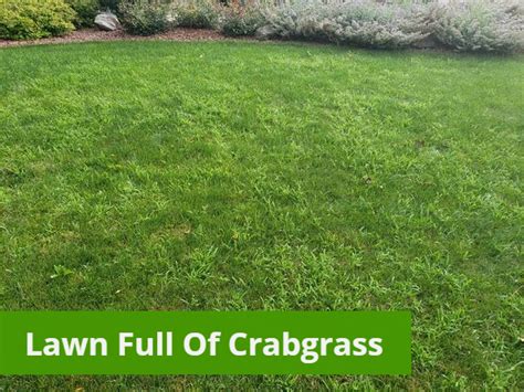 How To Get Rid Of Crabgrass And Replace It With Actual