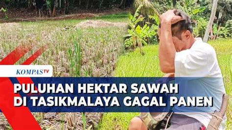 Akibat Kemarau Panjang Puluhan Hektar Sawah Kekeringan