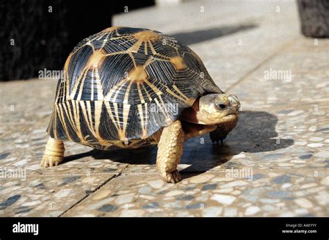 Radiated Tortoise Geochelone radiata highly endangered species ...