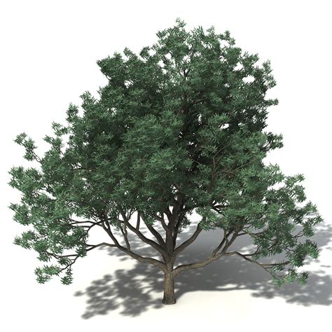 jarrah tree 3d model