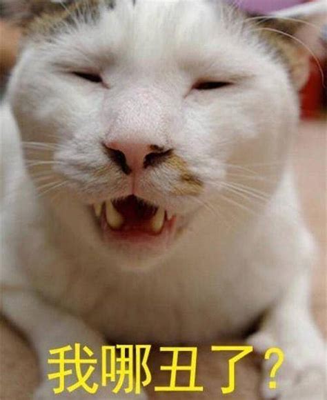 一只猫，究竟可以“丑”到什么程度？网友：真的打破了认知 猫咪 眼睛 白猫