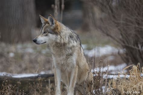 Battling The Odds Against Wolf Reintroduction Longreads