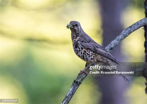 32 Wood Thrush Nest Stock Photos, High-Res Pictures, and Images - Getty ...