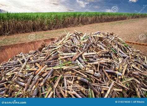 Harvesting Machine Working in Sugar Cane Field on a Farm Stock Photo - Image of farming, rural ...