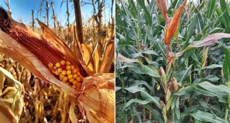 La Chicharrita Arrasa Con El Ma Z Y Los Productores Se Muestran Muy