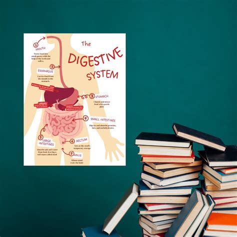 The Digestive System Poster Anatomy Poster Classroom Poster Organs Of The Body Bodily