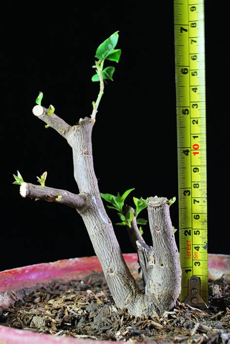 Bougainvillea Cuttings 13 Progression Pictures Bonsai Adventure