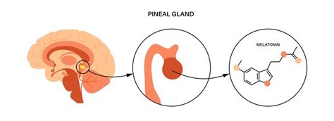 premium vector pineal gland anatomy