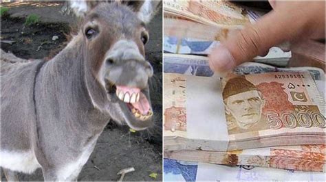 Pakistan S Donkey Population Surges To 60 Lakh But Country Misses GDP