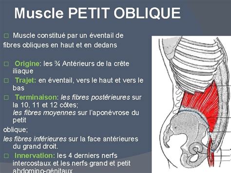 LA CAVITE ABDOMINALE ET SES PAROIS PLAN DU