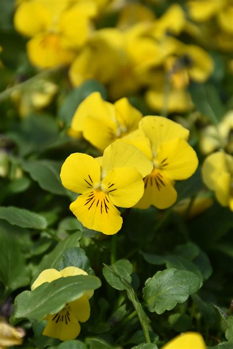 Endurio Pure Yellow Pansy Viola Cornuta Endurio Pure Yellow In Long