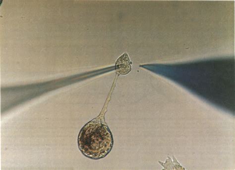 Micrograph showing the experimental arrangement in the intact cell... | Download Scientific Diagram