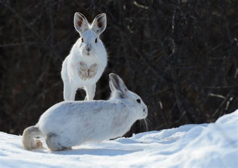 Jumping high | Fluffy animals, Animals, Cute animals