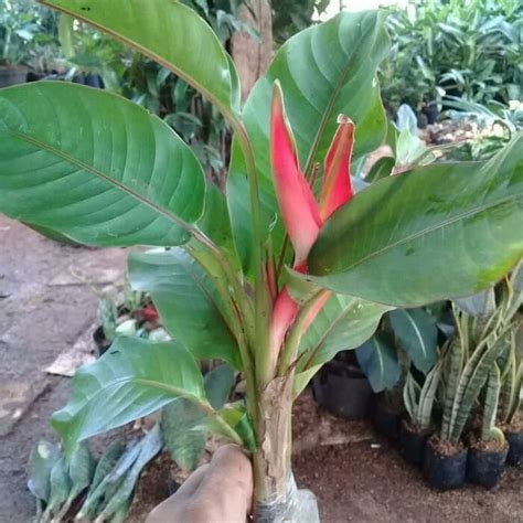 Jual Tanaman Hias Pisang Pisangan Bali Tanaman Hias Heliconia