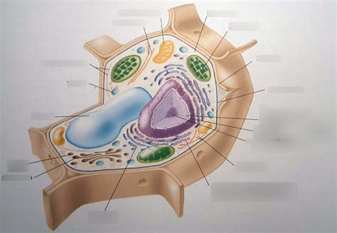 Schaubild Pflanzliche Zelle Quizlet