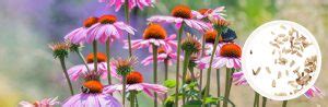 Coneflower Seeds - Gardener's Toolkit - Eden Brothers