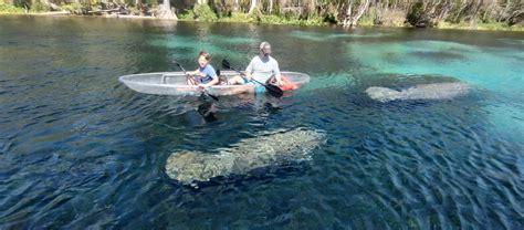 Silver Springs Wildlife Clear Paddleboarding Clear Kayaking Tour