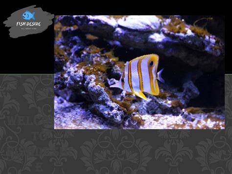 Ideas for Best 10 gallon fish tank | Fishdesire by Fish Desire - Issuu