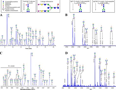 Representative Data From Igg Glycosylation Analysis Of The Same