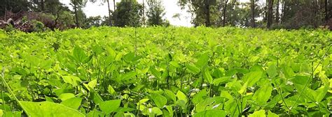 Biologic Spring Food Plots What When And How Mossy Oak Gamekeeper