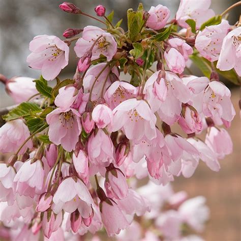 Prunus Pink Shell Flowering Cherry Tree