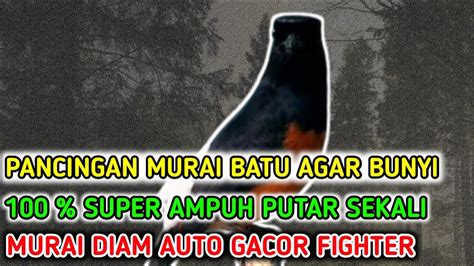 Ketrekan Keras Murai Betina Fighter Memanggil Jantan Bikin Jantan