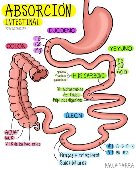 Absorción Intestinal Fuente Paula Parra Sustanciap Instagram