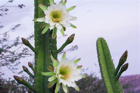 Flor Do Cacto Mandacaru