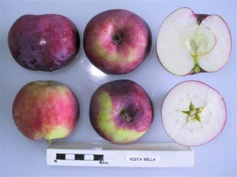 Apple Malus Domestica Vista Bella In The Apples Database Garden Org