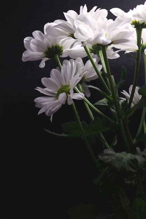 Chrysanthemum | Хризантема, Цветок, Цветы