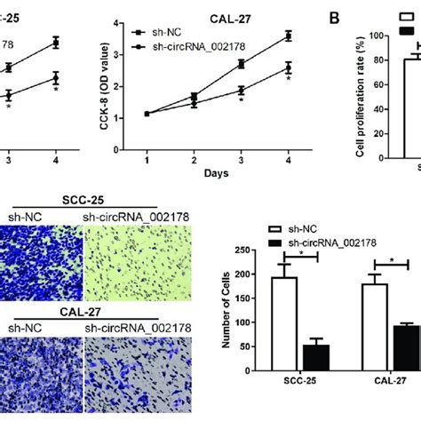 Silencing Circrna002178 Can Inhibit The Proliferation Of Oral Squamous Download Scientific