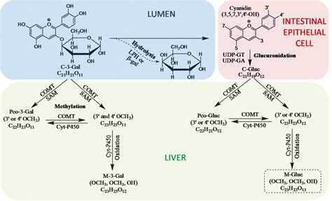 3 Proposed Pathway For Cyanidin 3 Glycosides Metabolism C 3 Gal