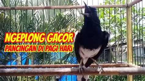 Pancingan Suara Kacer Ng Plong Gacor Buat Pancingan Ampuh Di Pagi Hari