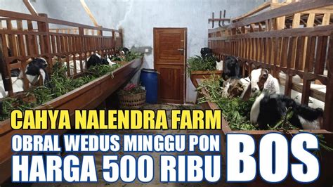 OBRAL HARGA KAMBIMG 500 RIBUAN STIAP HARI PON VIRAL CAHYA NALENDRA