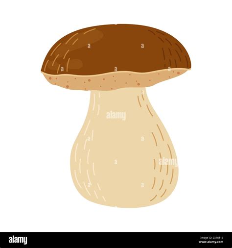 Porcini Forest Mushroom Hand Drawn Boletus Edulis Fungus Porcini