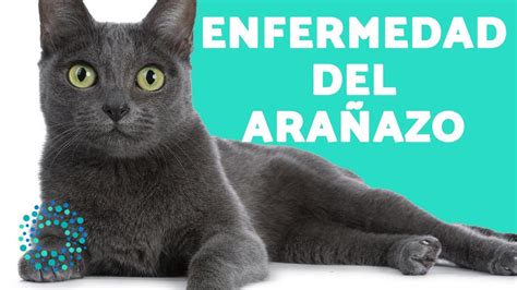 Enfermedades Que Transmiten Los Gatos Ara Azo Del Gato Youtube