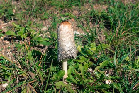 Mushroom Coprinus Comatus stock photo. Image of field - 166769480