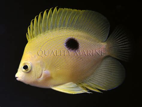 Narcosis Angelfish