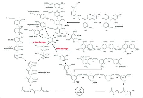 Bacterial Pathway For Degradation Of Lignin Derived Compounds