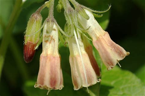 Health Benefits Of Tuberous Comfrey