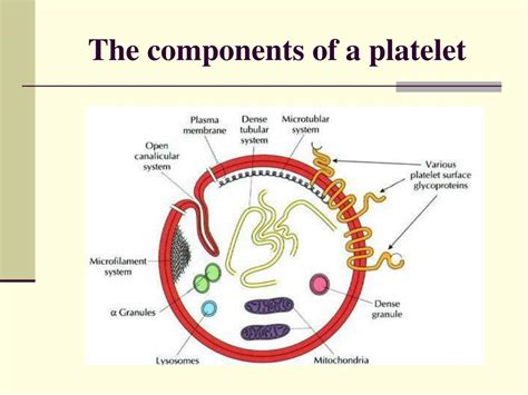 Ppt Platelet Aggregation Inhibitors Powerpoint Presentation Free