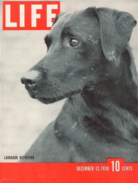 LIFE Magazine's Best Animal Covers, 1936 to 1972