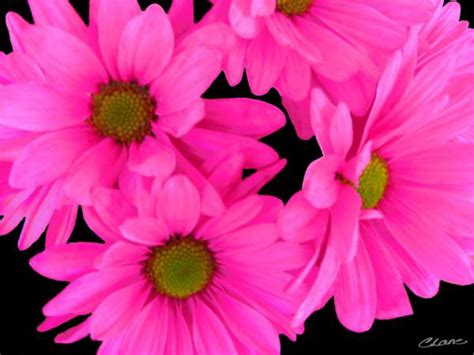 🔥 [40+] Wallpapers Pink and Blue Flowers | WallpaperSafari